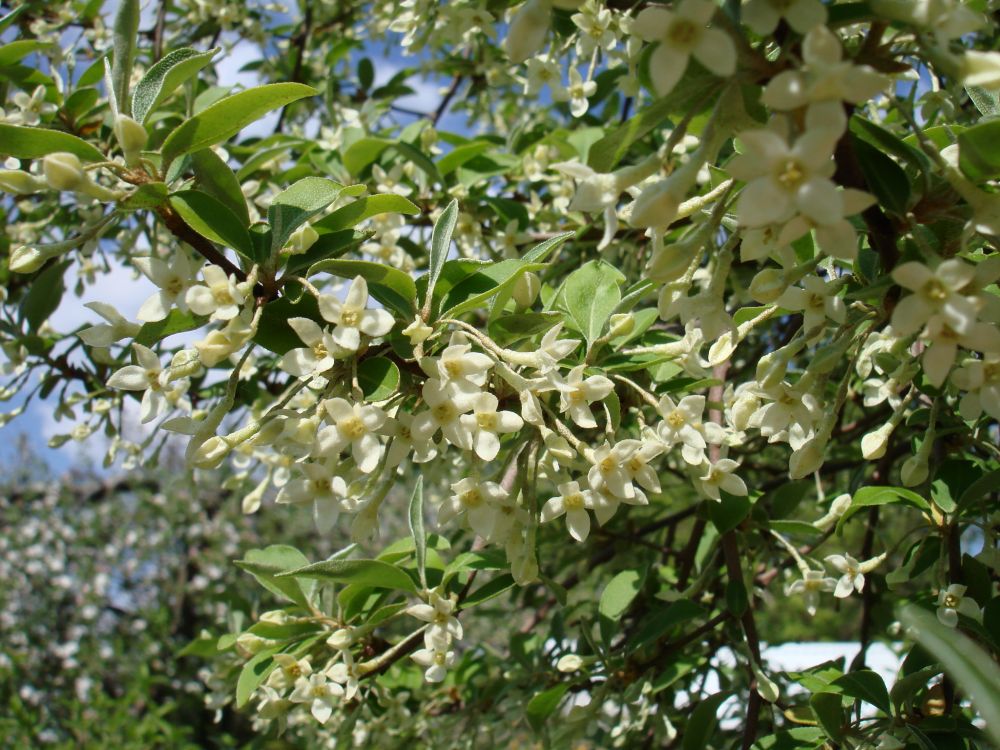 elaeagnus multiflora kwiaty