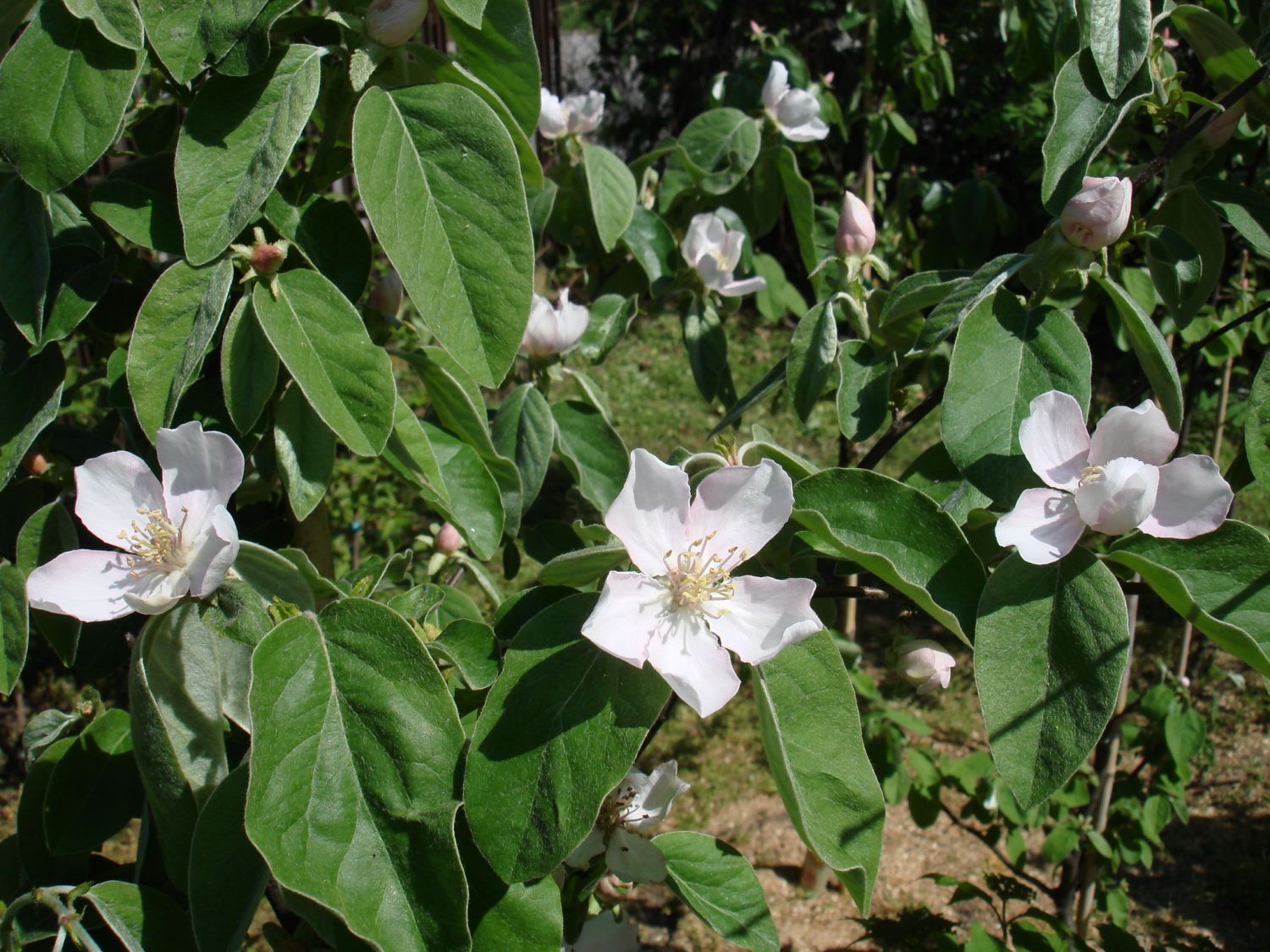 cydonia oblonga Miagkoplodnaja kwiaty