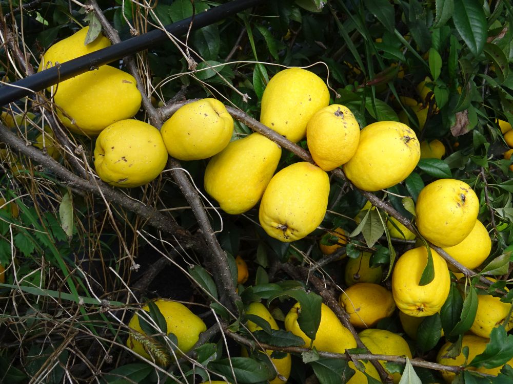 chaenomeles NorthernLemon owoce